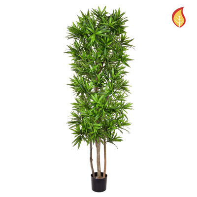 180cm Fire Retardant Dracaena Song of Jamaica (Delivery 5-7 days )