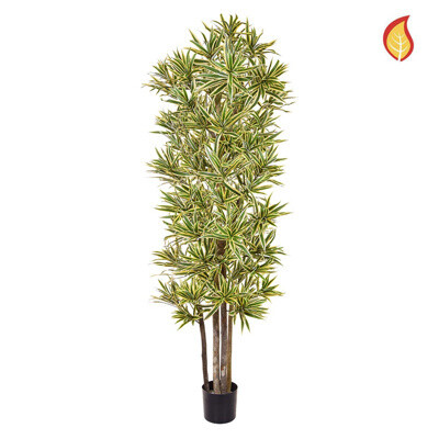 180cm Fire Retardant Dracaena Song of India (Delivery 5-7 days )