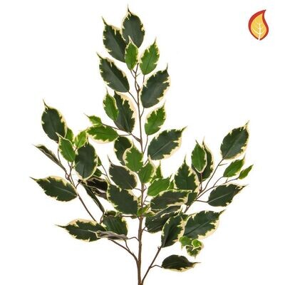 Foliage Ficus Exotica Variegated 75cm FR (Buy box of 6 & get 10% off)
