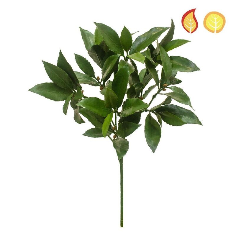 Bay Laurel 51cm FR & UV Box of 6