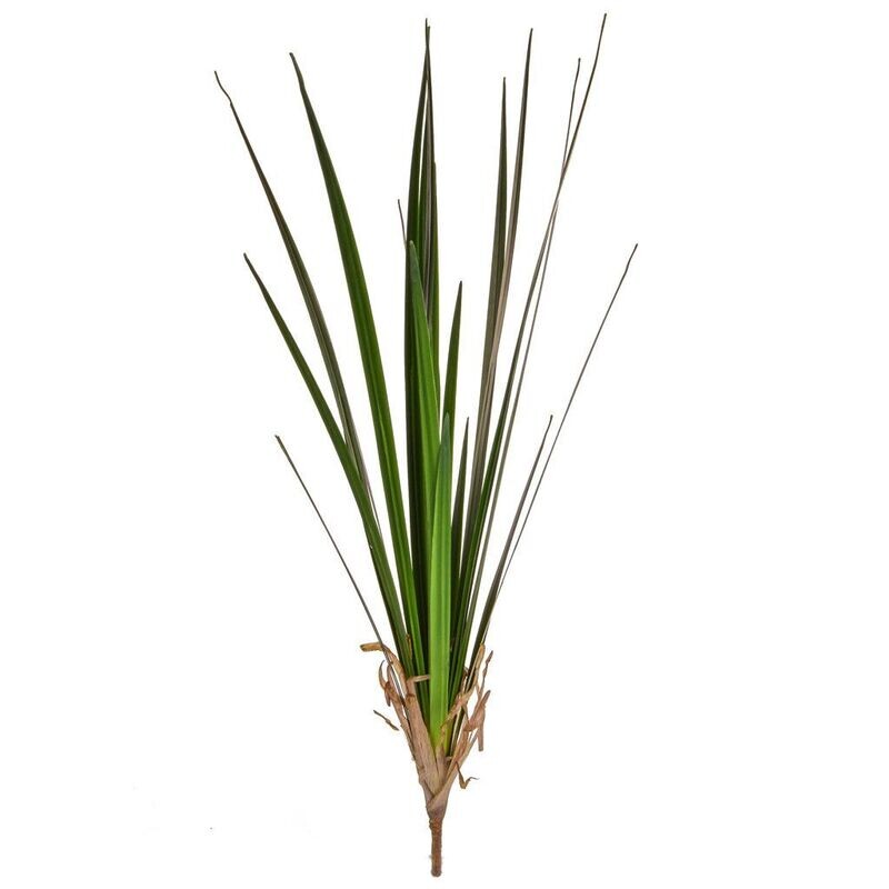 Grass Reed 90cm