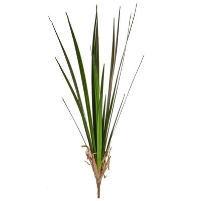 Grass Reed 90cm