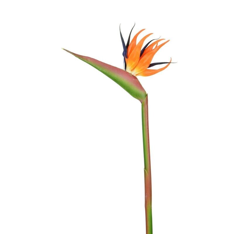 Bird of Paradise Stem 101cm