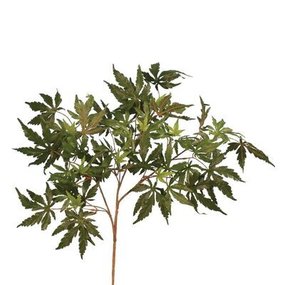 Maple Japanese Spray Green 80cm
