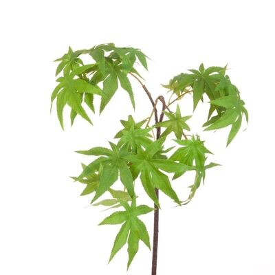 Maple Leaf Spray 95cm