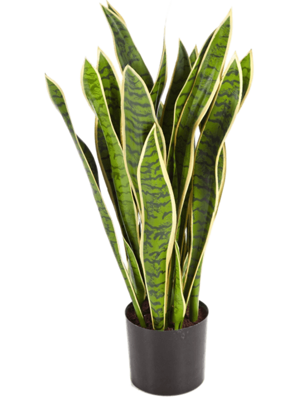 Sansevieria 93cm in pot