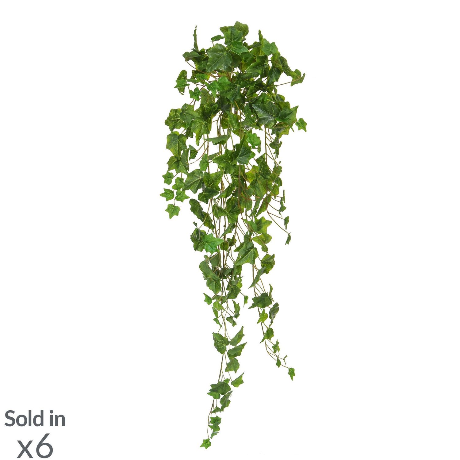 English Ivy Bush Green 100cm BOX OF 6