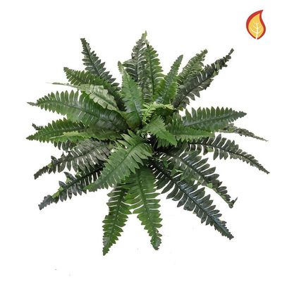 Boston Fern Medium 35 x 70cm FR-S2