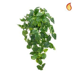 Pothos Bush Variegated 83cm FR-S15