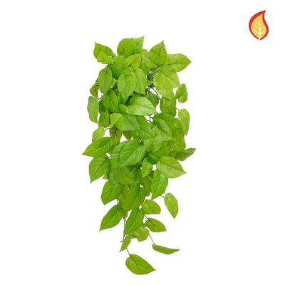 Pothos Bush Fresh Green 83cm FR-S15 (Box of 6)