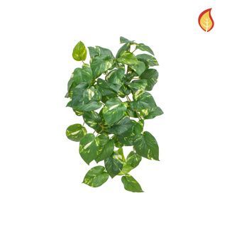 Pothos Bush Variegated 51cm FR-S15 (Box of 6)