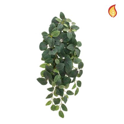 Fittonia Bush 70cm FR-S15 (Box of 6)