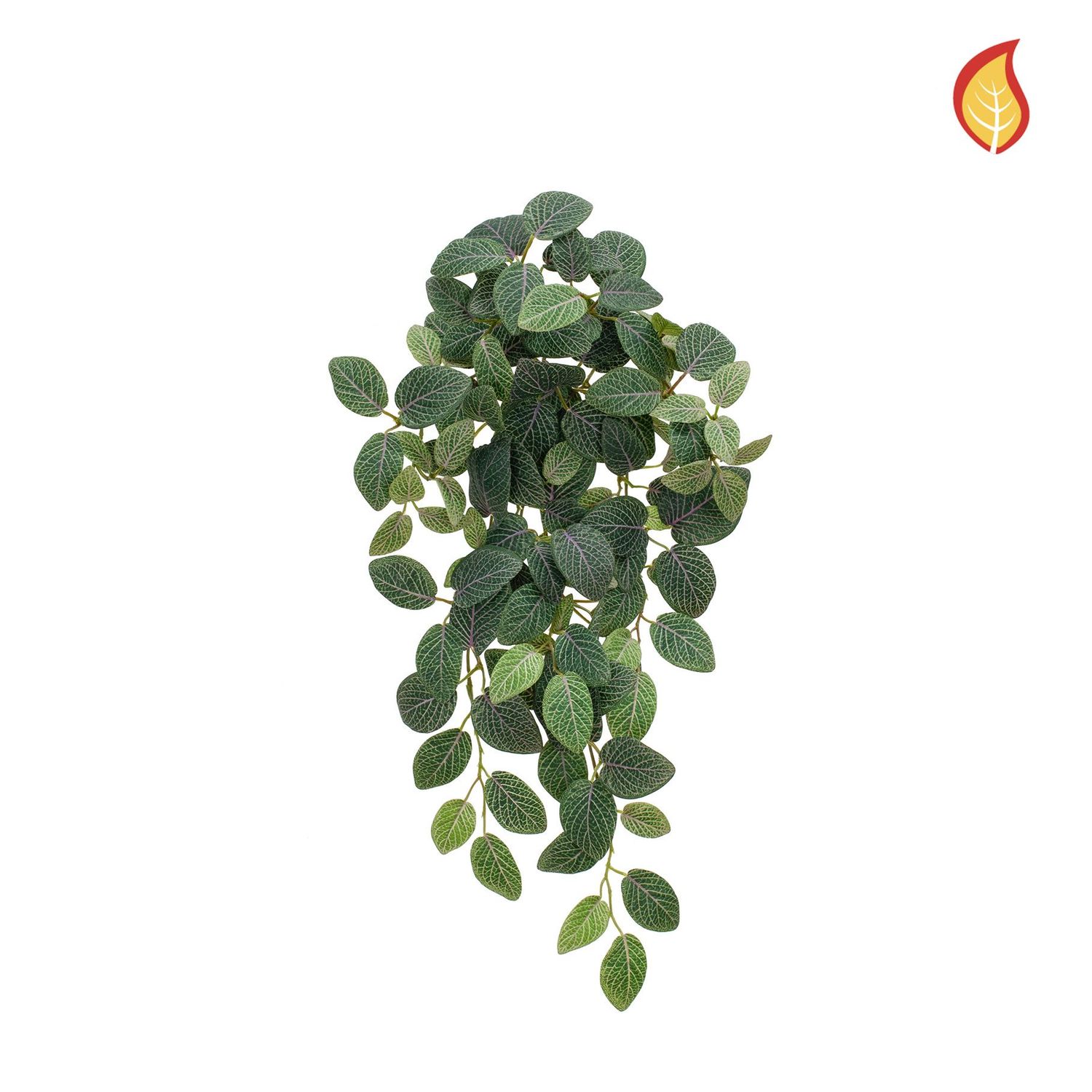 Fittonia Bush 54cm FR-S15  (Box of 6)