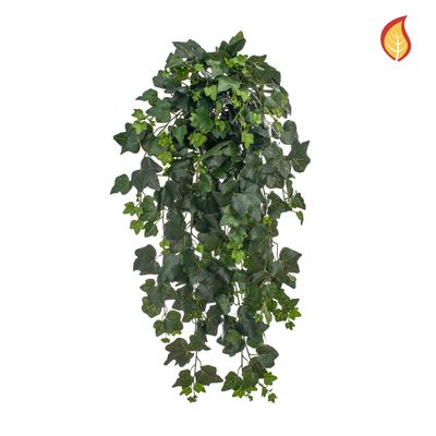 Ivy Gala 75cm FR-S1