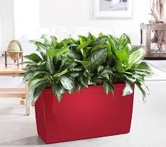 CARARO 75 With Self-watering System