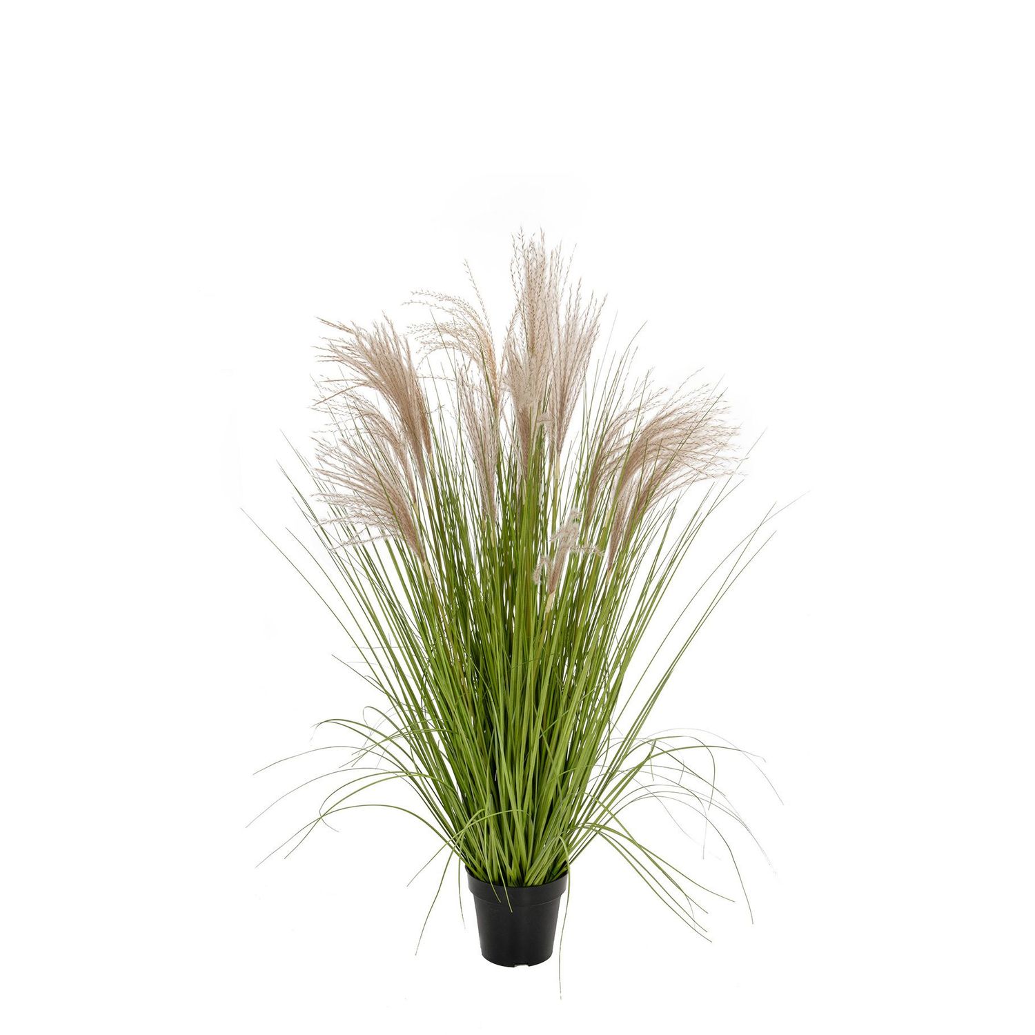 Pampas Grass in Pot