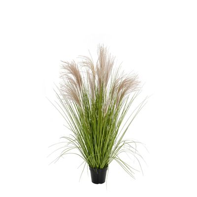 Pampas Grass in Pot