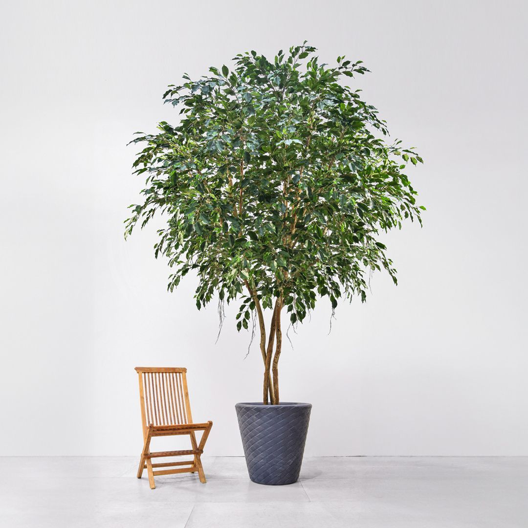 Large artificial Ficus Exotica  Tree 300cm FR