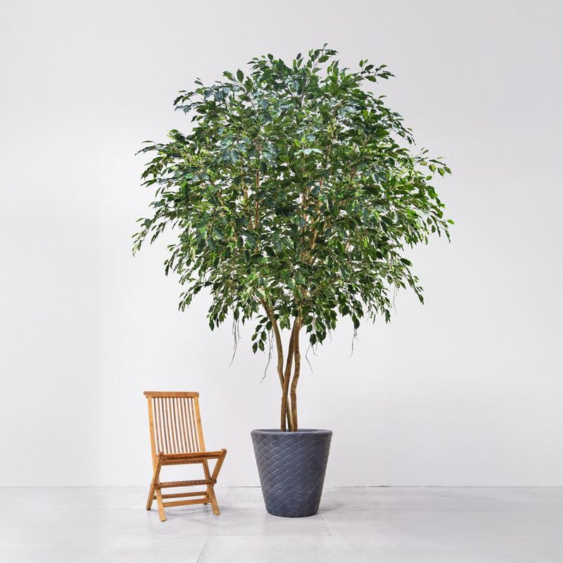 Large artificial Ficus Exotica  Tree 300cm FR