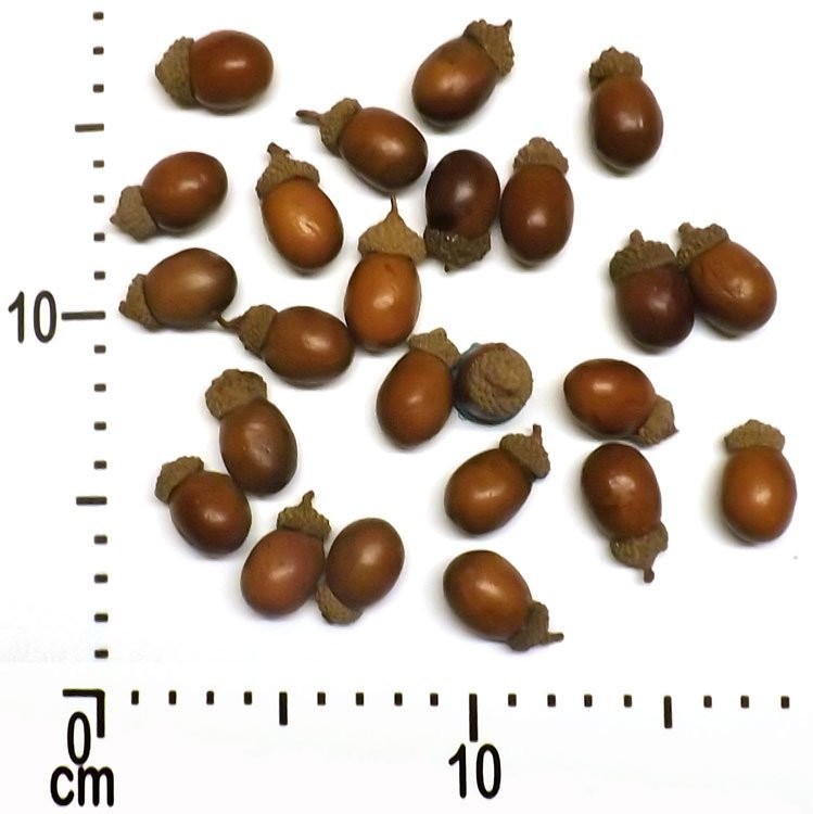 Bag of 24 Acorns
