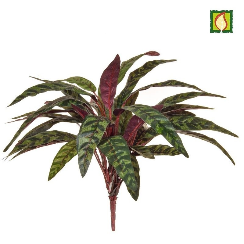Peacock Bush 45cm FR