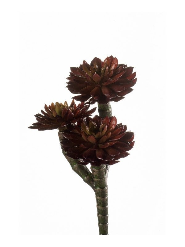 17cm Aeolium Burgundy (Buy 12 and get 10% off)