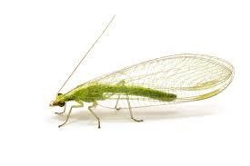 GENERAL PREDATOR = Chrysoperla carnea