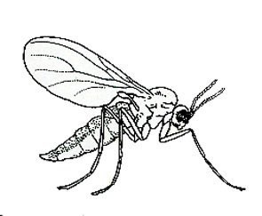 SCIARID PREDATOR 1= Steinemema feltiae