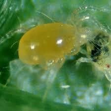 SPIDERMITE PREDATOR 1 = Phytoseiulus Persimilis