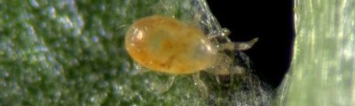 SPIDERMITE PREDATOR 2 = Neoseiulus californicus