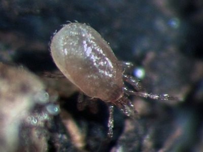 SCIARID PREDATOR 2 = Stratiolaelaps scimitus (formerly known as Hypoaspis miles)
