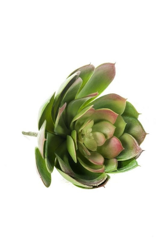 20cm Echeveria pelusida (Buy 6 and get 10% off)