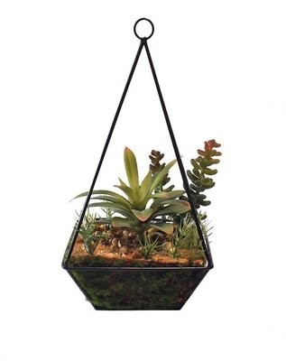 25cm Terrarium Succulent Display