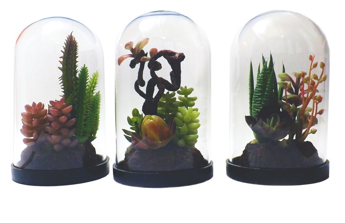 3 x Succulent Dome Displays