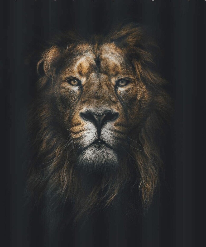Lion Curtain