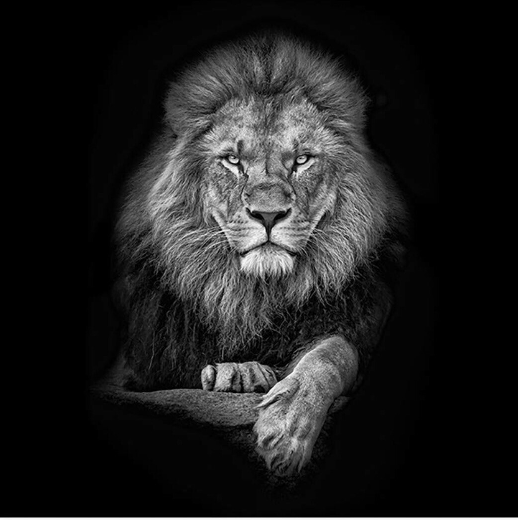 Wild Animal African Lion on Black Background,