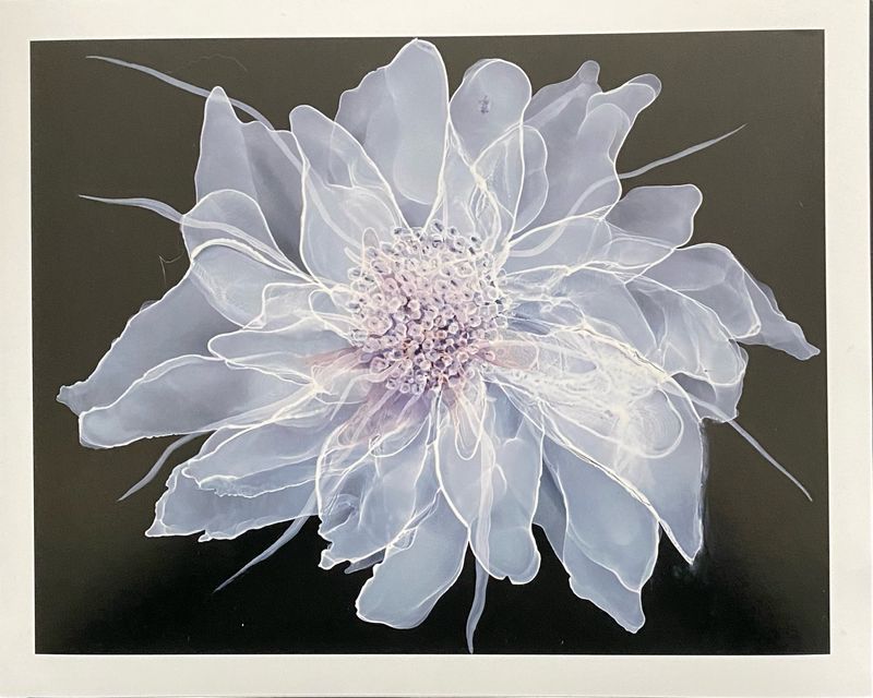 Chantilly Lace