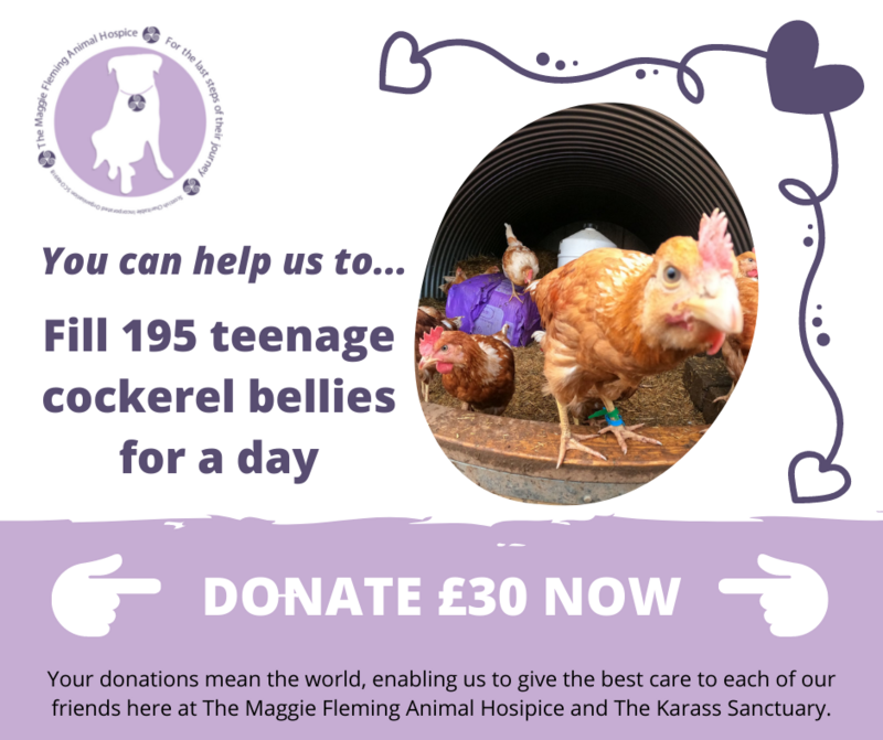 Fill 200 Teenage Cockerel Bellies For A Day