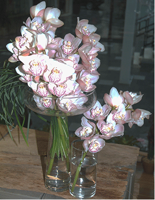 Bouquet Cymbidium Orchid Stems