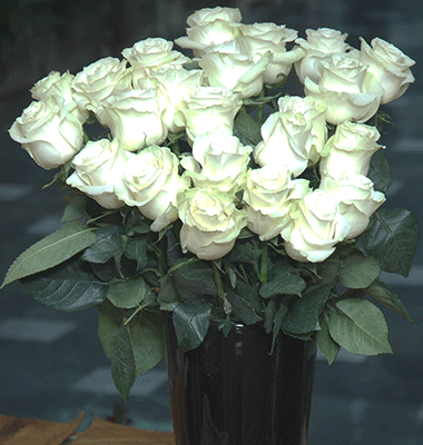 Roses - Long Stem Best Quality