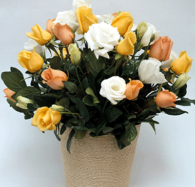 Posies