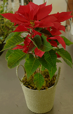 Plants - Red Pointsettia