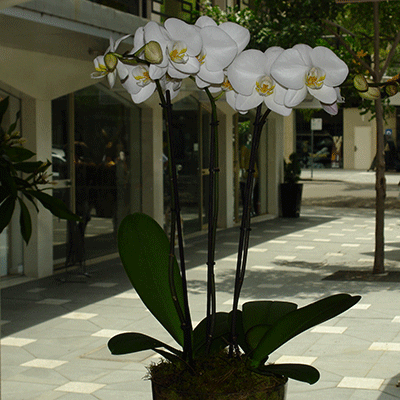 Plants - White Phalaenopsis Orchid Triple Planted Glass Vase - NOT AVAILABLE - SPECIAL ORDER ONLY
