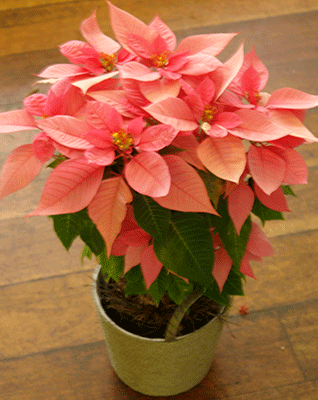 Plants - Pink Poinsettias