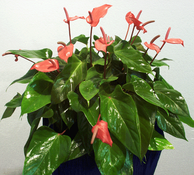 Plants - Red Anthurium