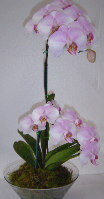 Plants - White Phalaenopsis Orchid Plant