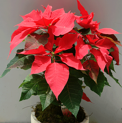 Plants - Red Pointsettias
