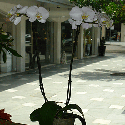 Plants - White Phalaenopsis Orchid 2 Stems