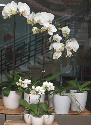 Plants