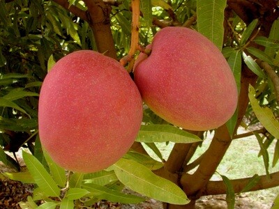 Mango c/ certificación orgánica